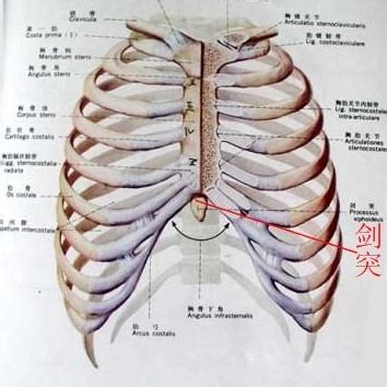 劍突圓球凸起痛|两胸正中间往下一点剑突位置下一点点有一个疙瘩按压疼